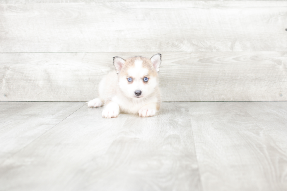 Adorable Mini Husky Designer Puppy