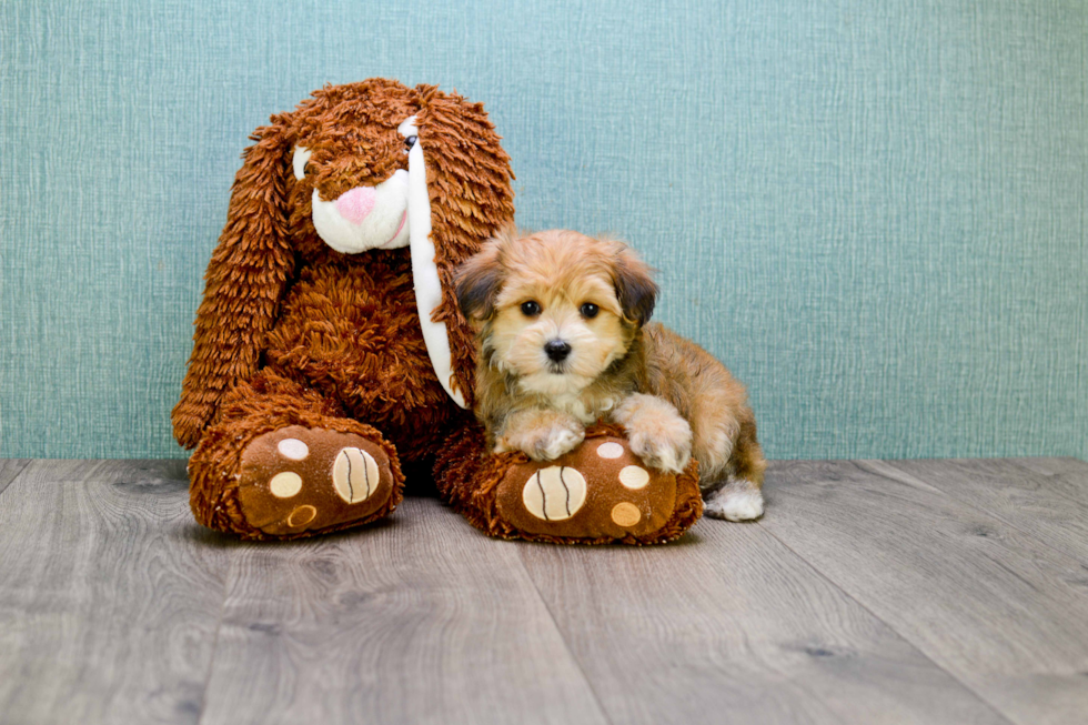 Adorable Yorkie Designer Puppy