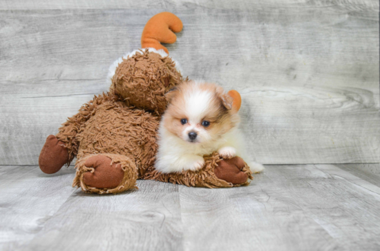 Pomeranian Puppy for Adoption