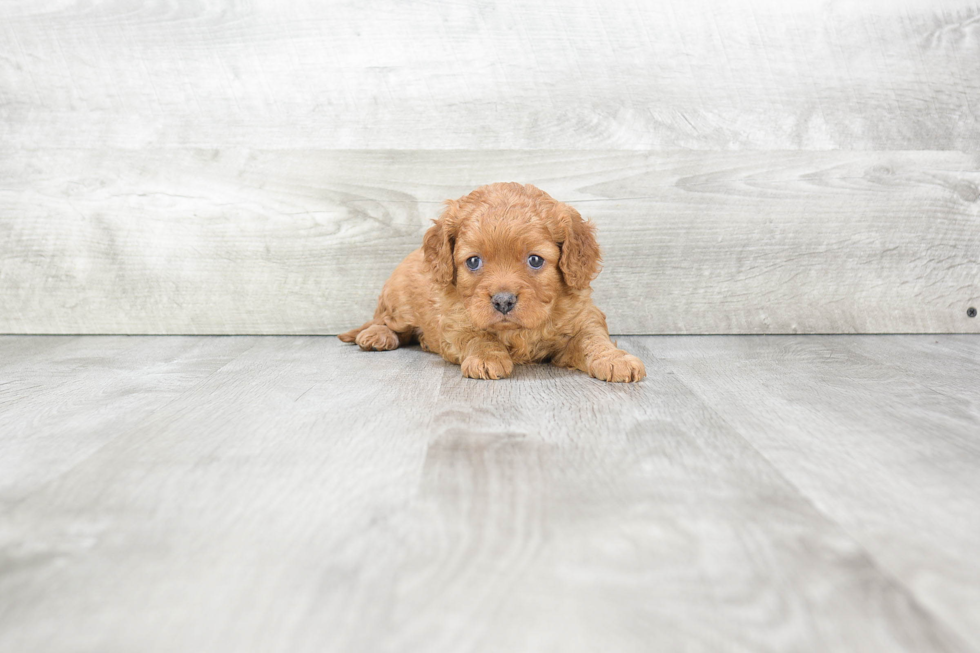 Happy Cavapoo Baby