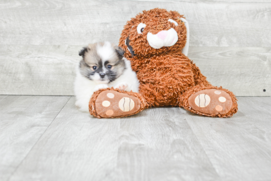 Pomeranian Pup Being Cute