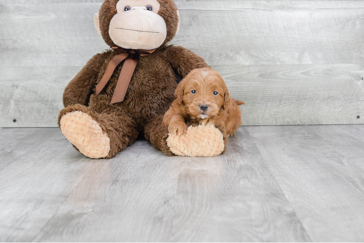 Mini Goldendoodle Puppy for Adoption