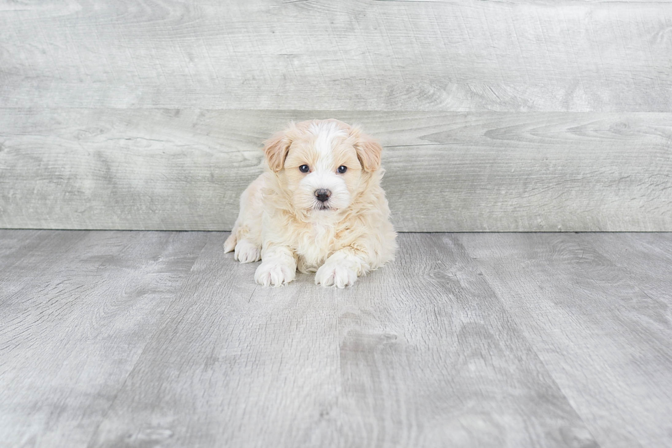 Maltipoo Pup Being Cute