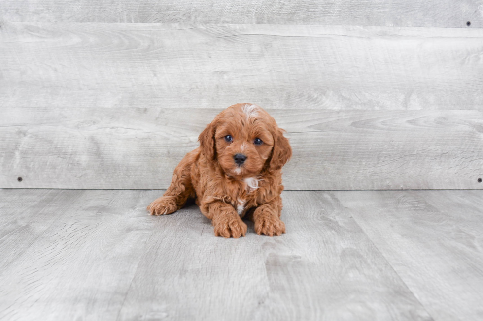 Cavapoo Pup Being Cute