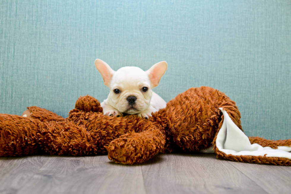 French Bulldog Pup Being Cute