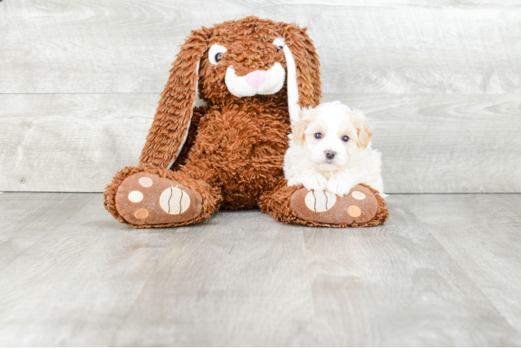 Best Maltipoo Baby