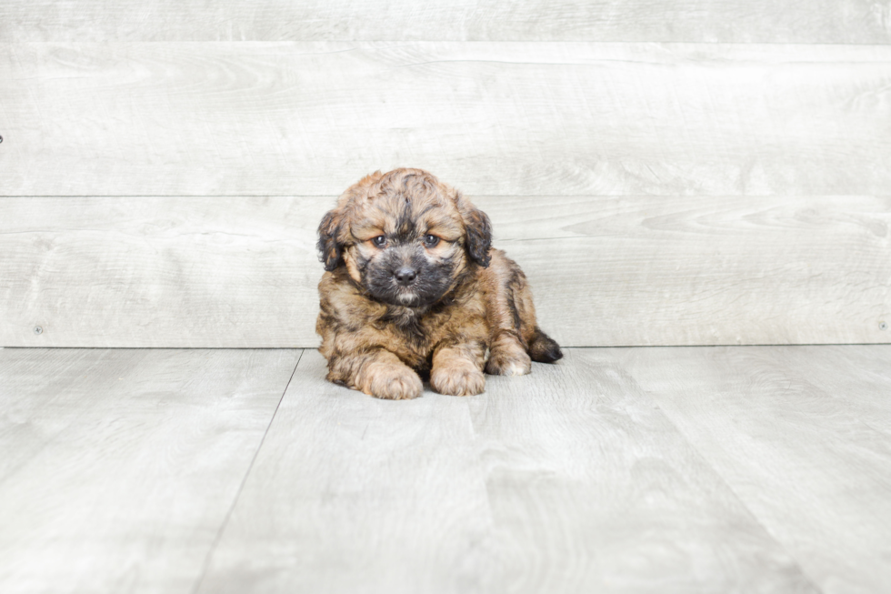 Cute Mini Bernedoodle Baby