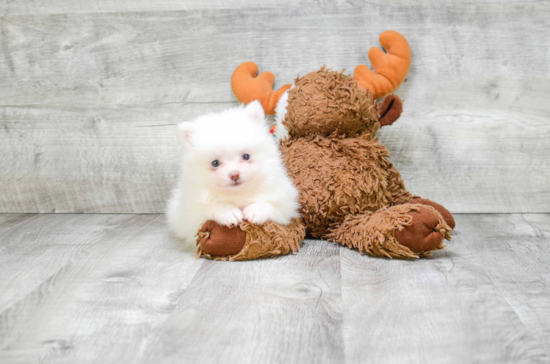 Pomeranian Pup Being Cute