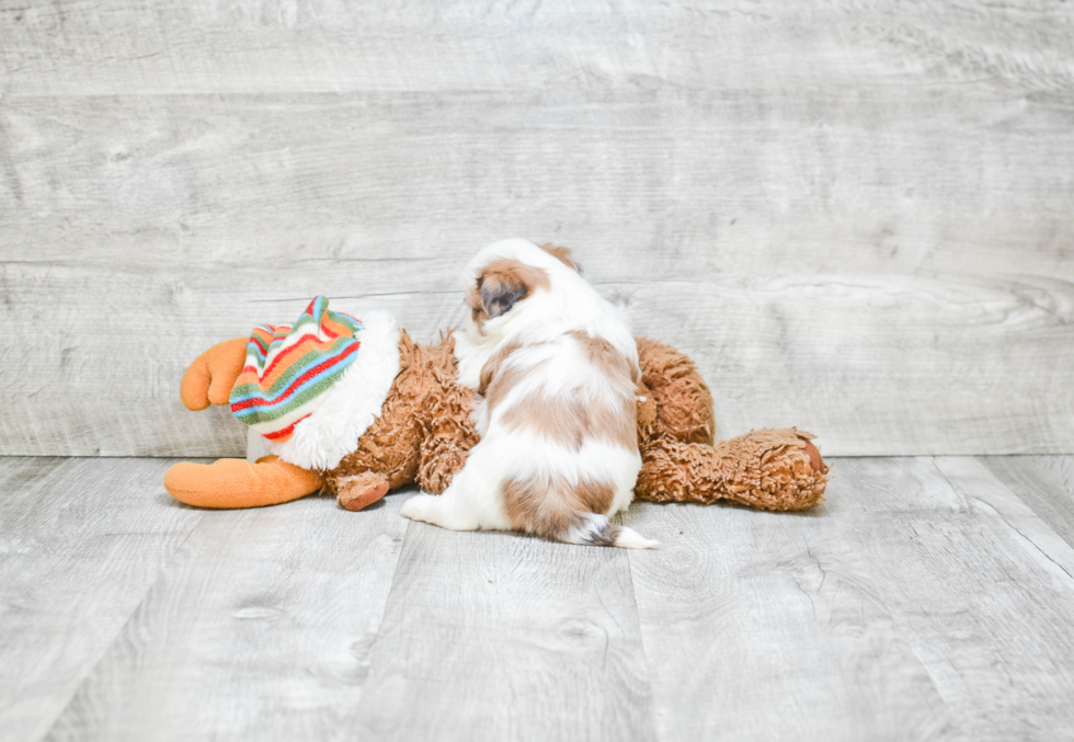 Sweet Teddy Bear Baby