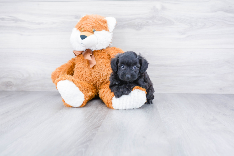 Energetic Maltese Poodle Poodle Mix Puppy