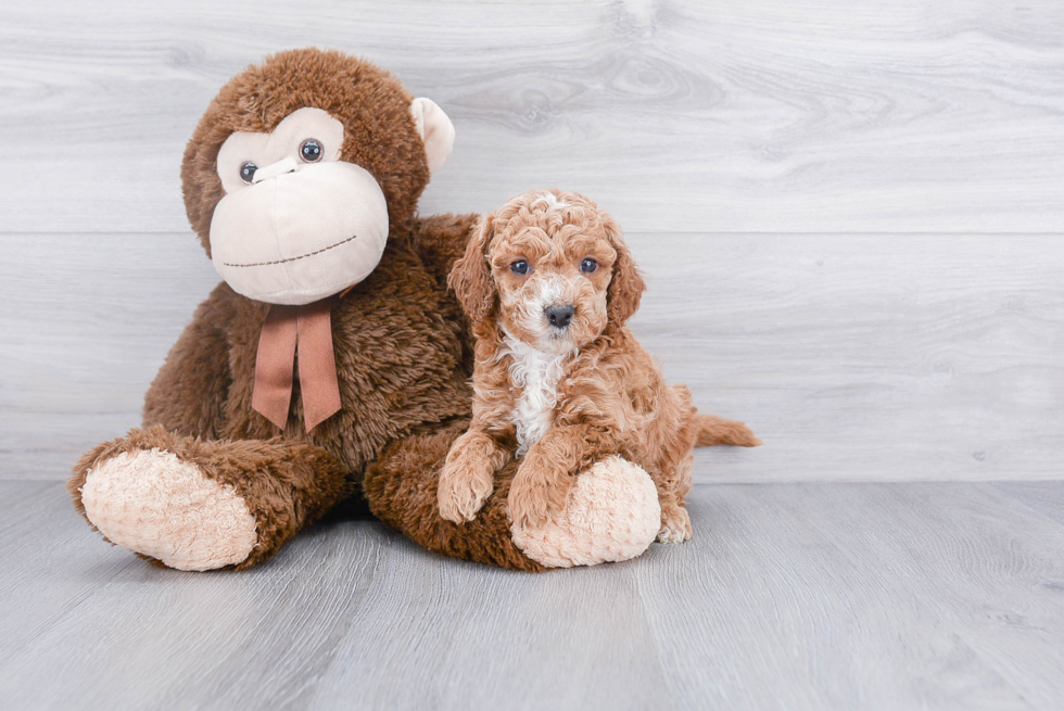 Friendly Cockapoo Baby
