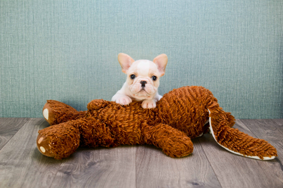 Small French Bulldog Purebred Pup