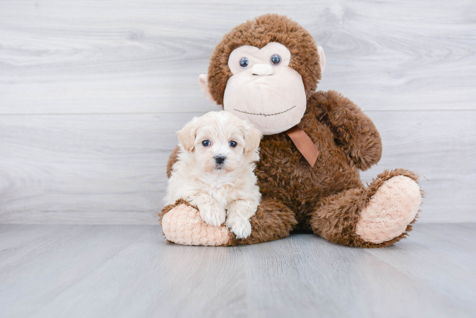 Small Maltipoo Baby