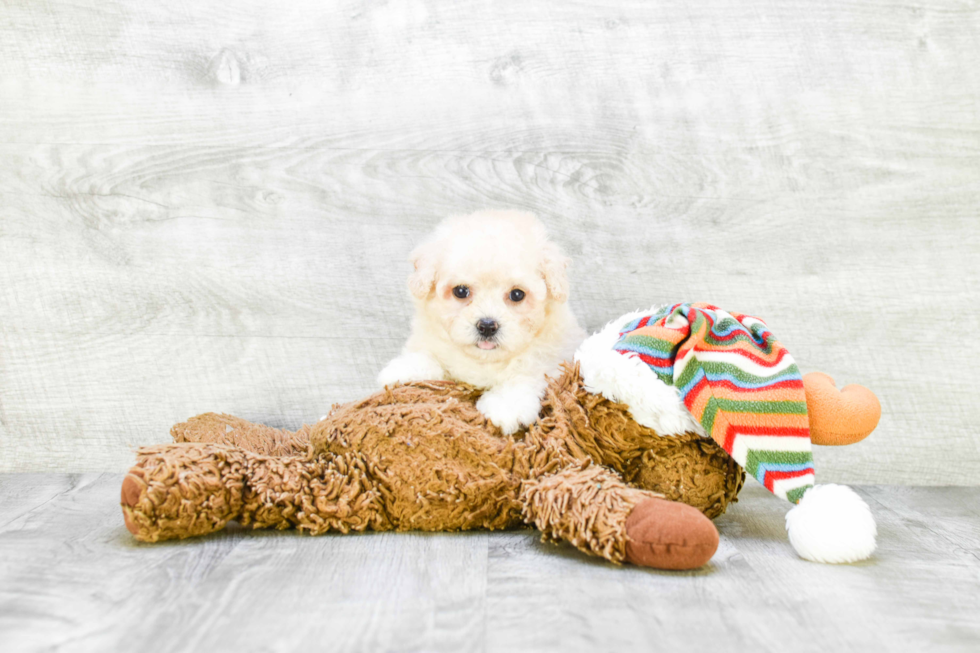 Petite Maltipoo Poodle Mix Pup