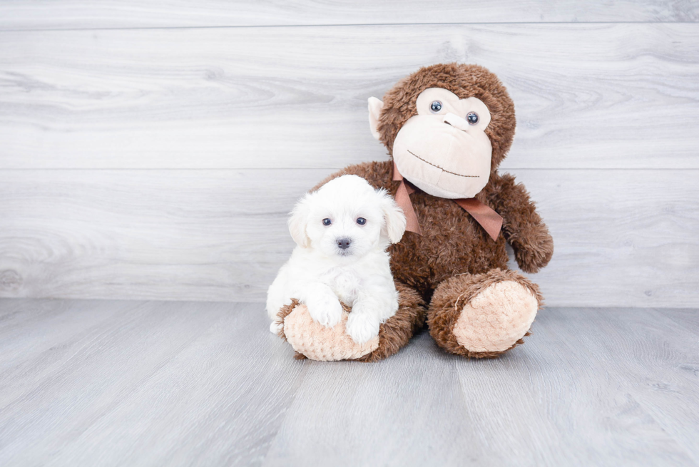 Small Maltipoo Baby