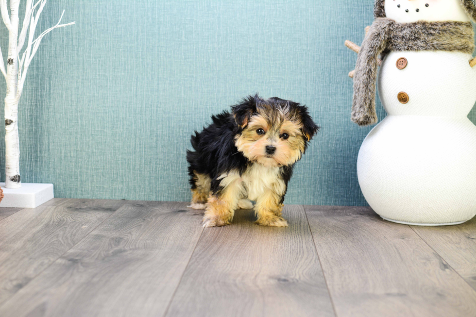 Playful Yorkie Designer Puppy