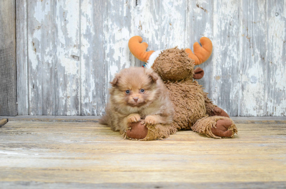 Pomeranian Pup Being Cute