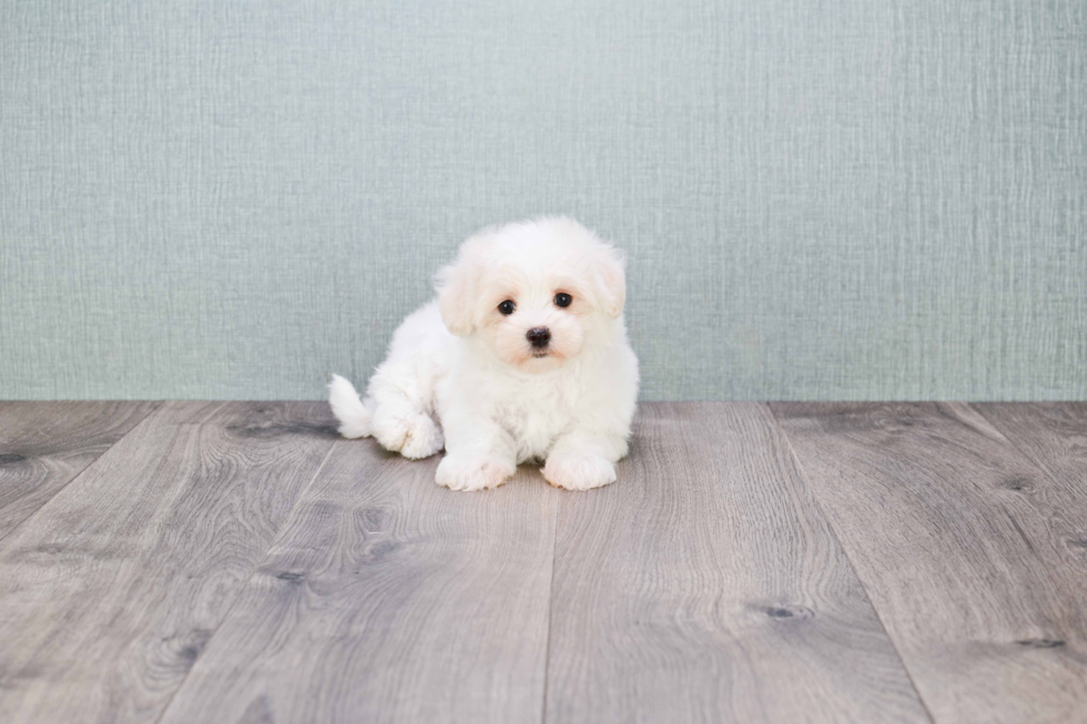 Maltipoo Puppy for Adoption