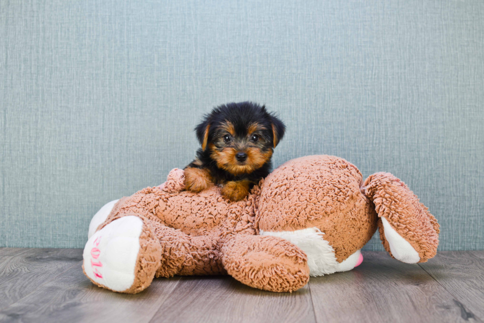 Meet Timmy - our Yorkshire Terrier Puppy Photo 