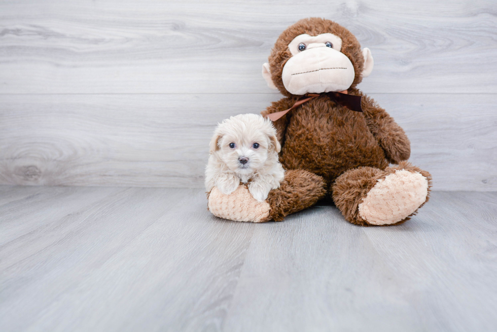 Popular Maltipoo Poodle Mix Pup