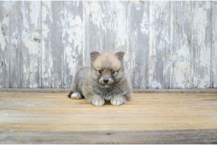 Happy Pomsky Baby