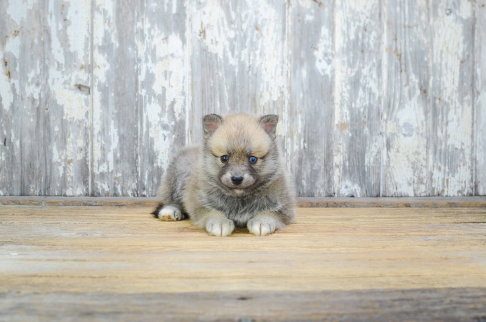 Happy Pomsky Baby