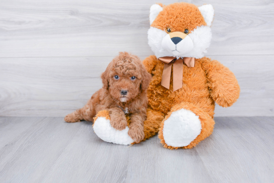 Playful Golden Retriever Poodle Mix Puppy