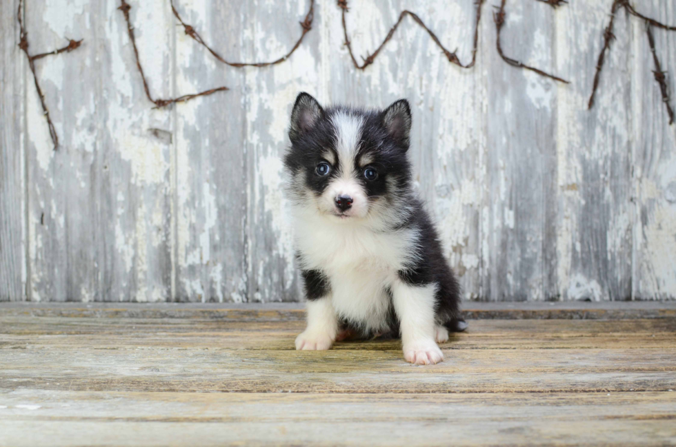 Hypoallergenic Mini Husky Designer Puppy