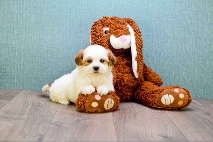 Happy Teddy Bear Baby