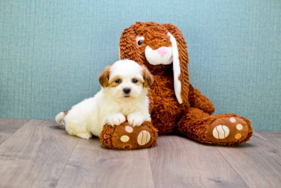 Happy Teddy Bear Baby