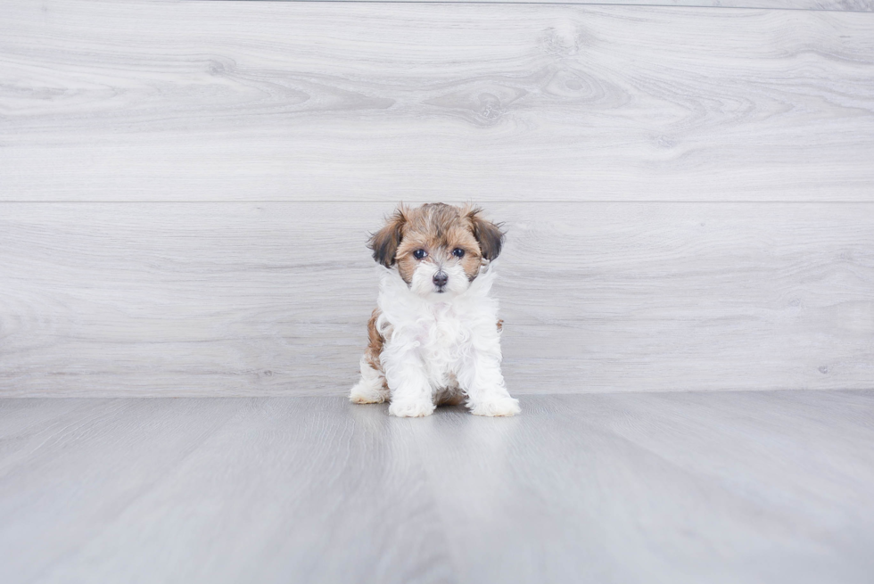 Playful Maltese Poodle Poodle Mix Puppy