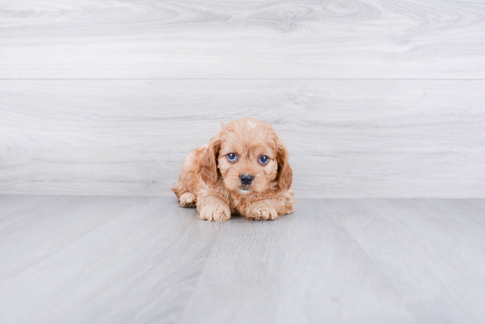 Cavapoo Pup Being Cute