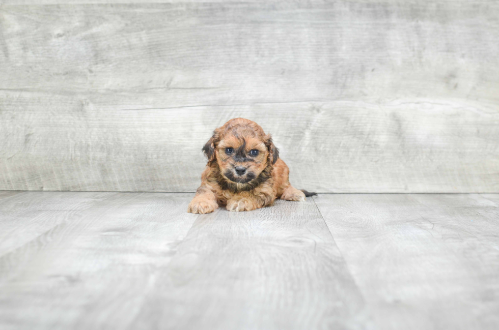 Cute Teddy Bear Baby