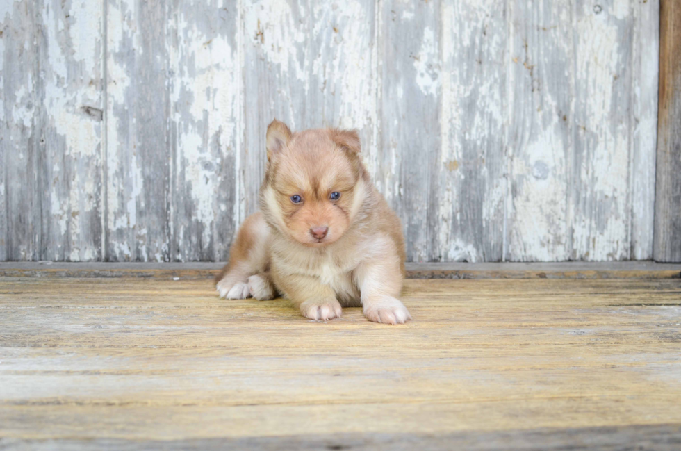 Pomsky Pup Being Cute