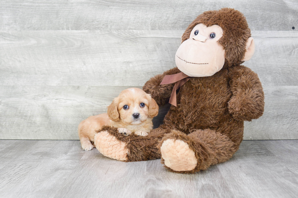 Friendly Cavachon Baby