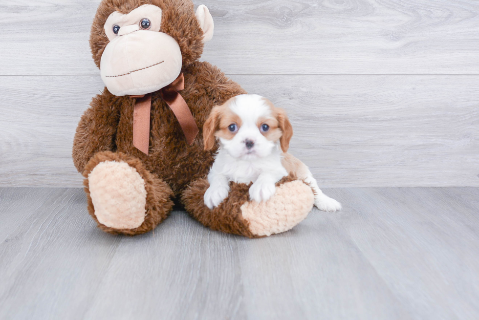 Best Cavalier King Charles Spaniel Baby