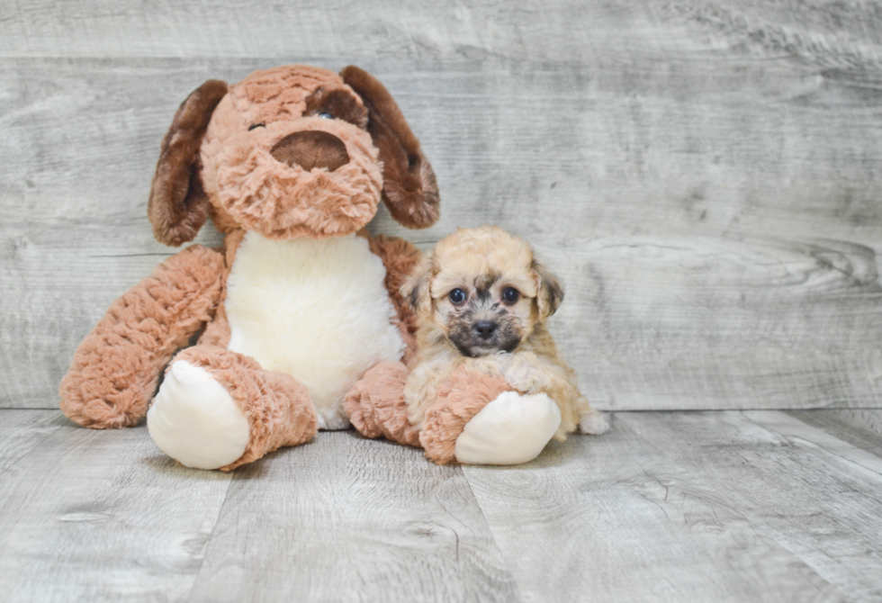 Funny Maltipoo Poodle Mix Pup