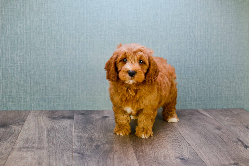 Best Mini Goldendoodle Baby