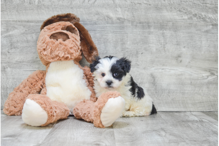 Fluffy Teddy Bear Designer Pup