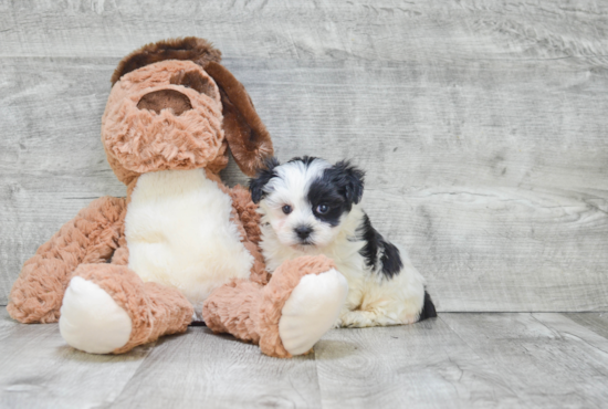 Fluffy Teddy Bear Designer Pup