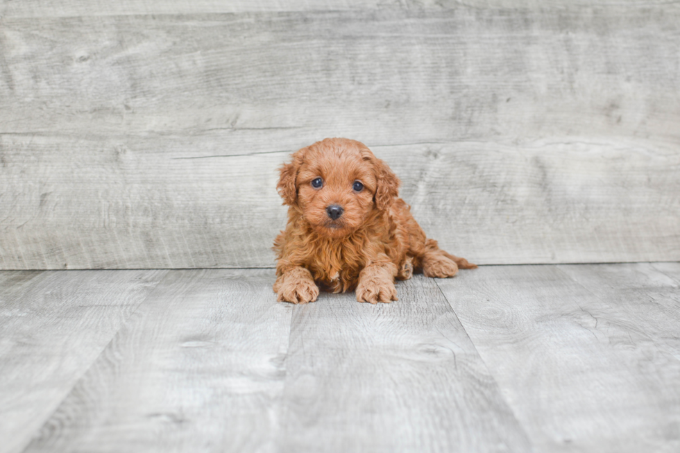 Cavapoo Puppy for Adoption