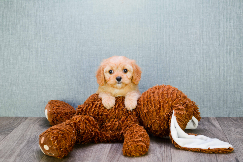 Best Cavapoo Baby