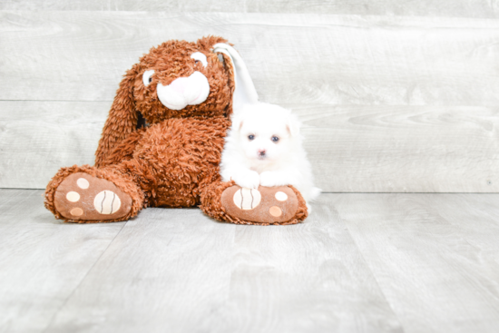 Playful Maltipom Designer Puppy