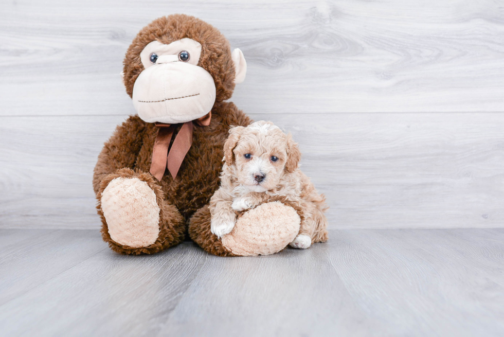 Playful Maltepoo Poodle Mix Puppy