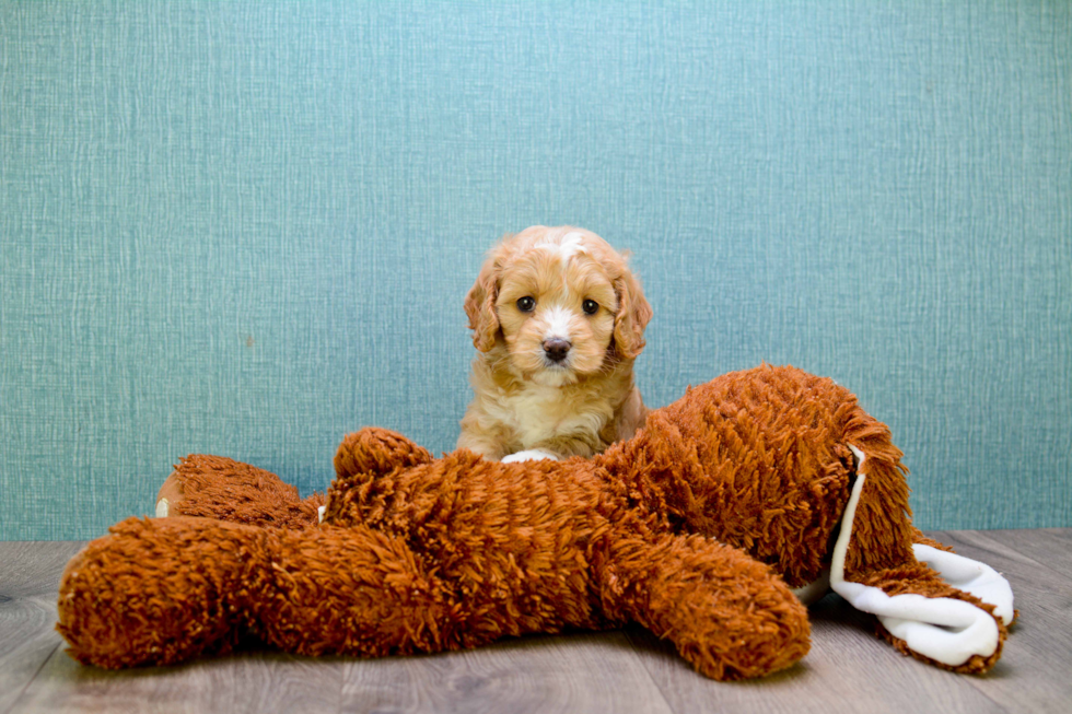 Cavapoo Pup Being Cute