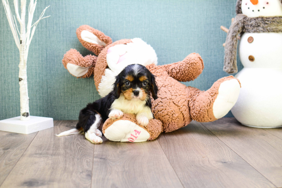 Playful Cavalier King Charles Spaniel Purebred Pup