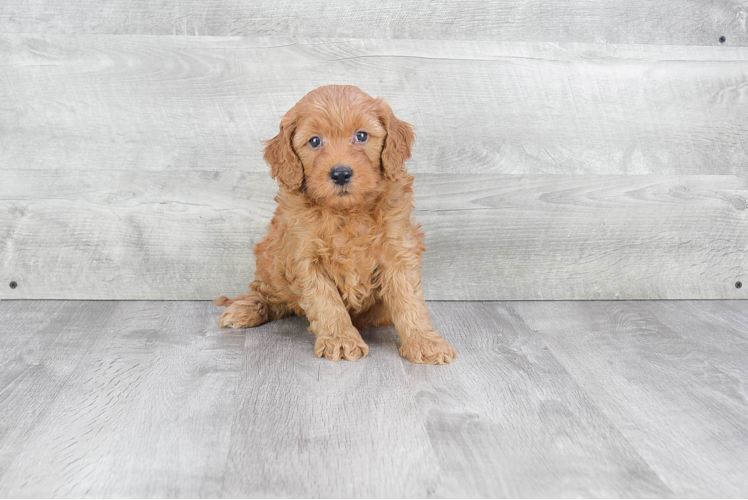 Fluffy Mini Goldendoodle Poodle Mix Pup