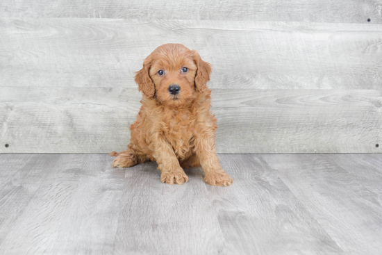 Fluffy Mini Goldendoodle Poodle Mix Pup