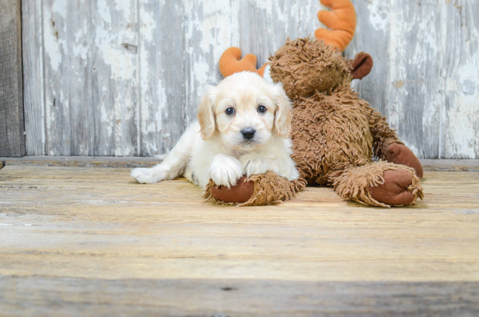 Cavapoo Puppy for Adoption