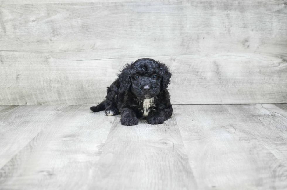 Popular Mini Bernedoodle Poodle Mix Pup